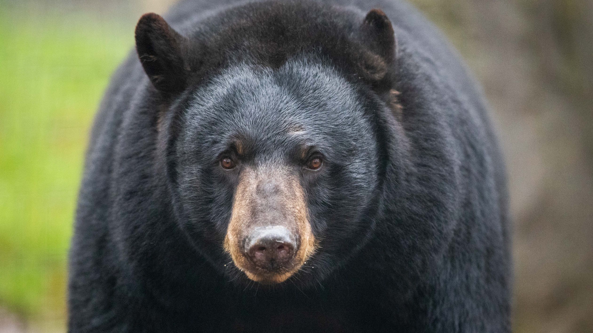 How to survive a bear encounter (and what to do if it all goes wrong), Wildlife