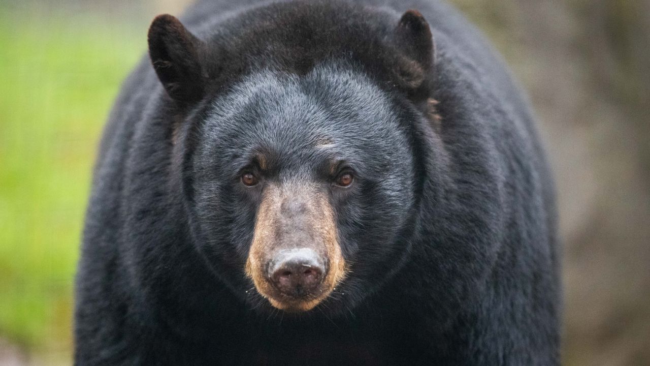 Study this face. This is a black bear face. If you're being attacked by a black bear, don't play dead. Fight back.