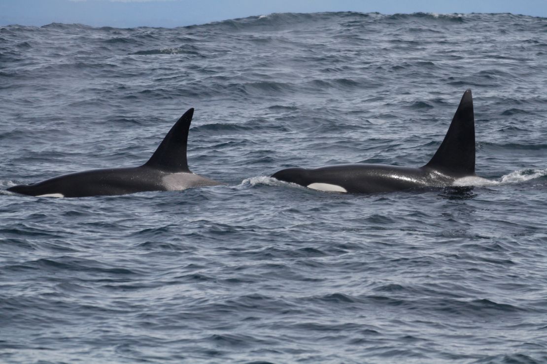 Two male outer coast transient killer whales, OCT030C (Left) and OCT060 (Right) traveling along the open ocean swells. 