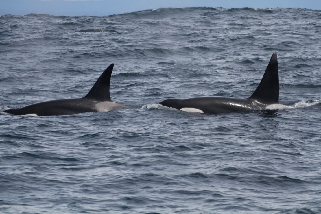 Why Did 150 Whales Strand Themselves on Australia's Coast? - The Atlantic