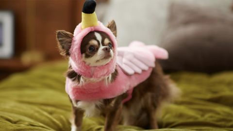 Halloween at Chewy