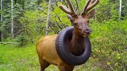 elk with tire