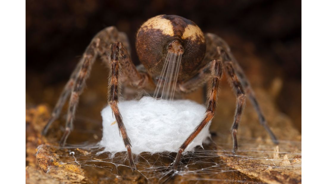 Israeli-Canadian photographer Gil Wizen won in the "Behaviour: Invertebrates" category for this shot of a fishing spider stretching out silk from its spinnerets to weave into its egg sac.