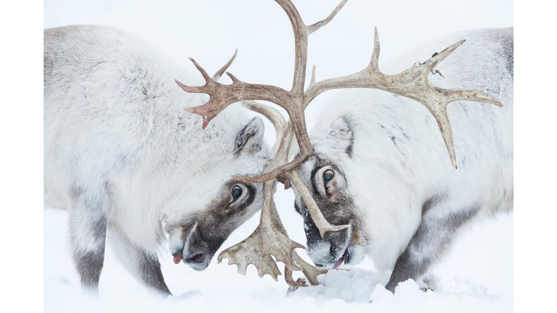 Italian photographer Stefano Unterthiner won in the "Behaviour: Mammals" category for his photo of two reindeer battling for control. 