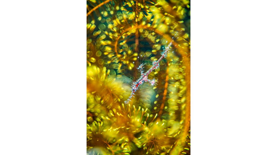 In the "Natural Artistry" category, British photographer Alex Mustard found a ghost pipefish hiding in a feather star.