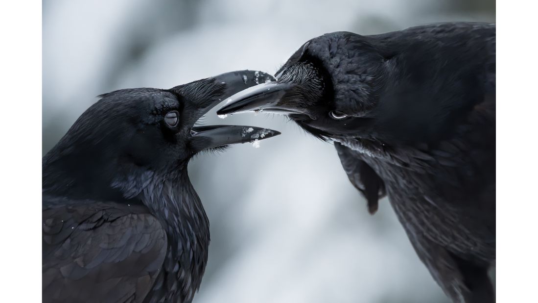 Canadian Shane Kalyn's shot of a raven courtship display won him the "Behaviour: Birds" category.