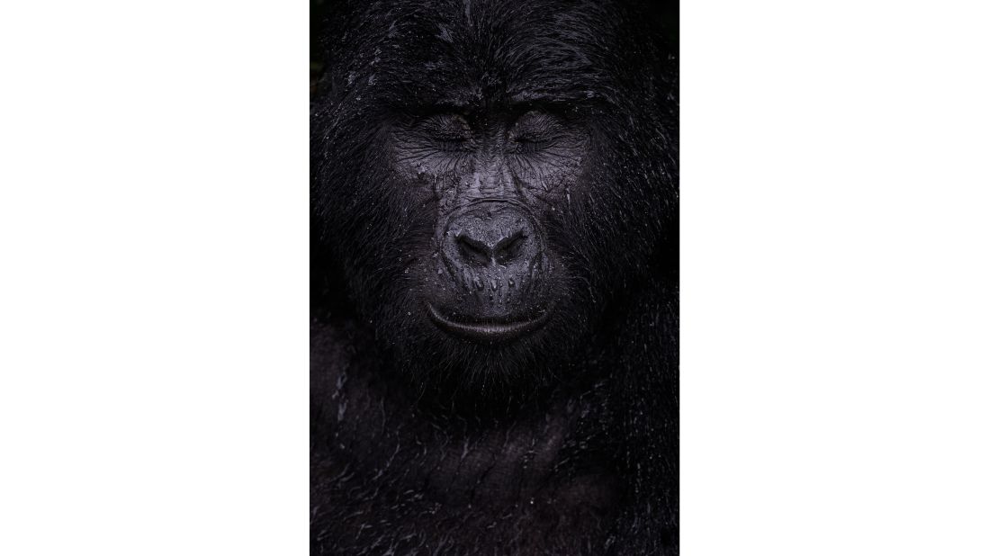 Kuwaiti photographer Majed Ali's shot of a mountain gorilla enjoying the rain won the "Animal Portraits" category.