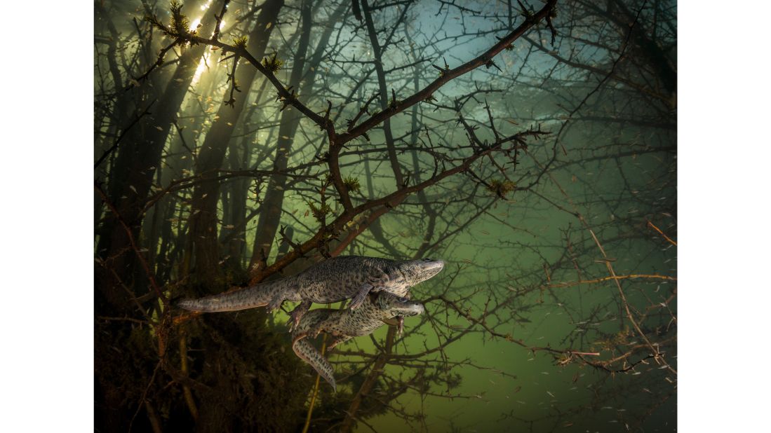 Portuguese photographer João Rodrigues won the "Behaviour: Amphibians and Reptiles" category for his underwater shot of courting sharp-ribbed salamanders in a flooded forest.