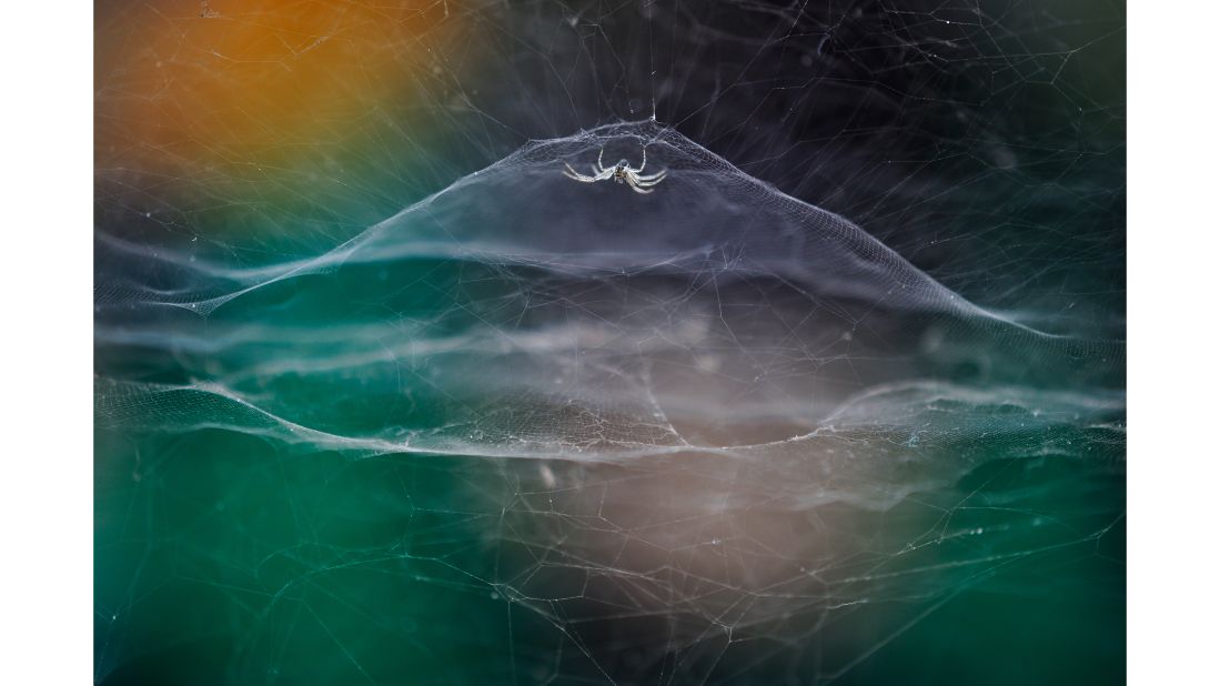 Young Wildlife Photographer of the Year Vidyun R. Hebbar captured a tent spider's web as an auto-rickshaw passed by in India.