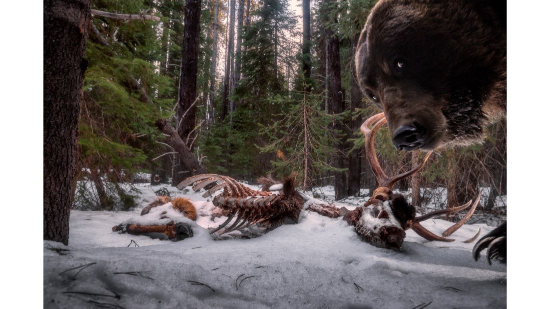 American Zack Clothier won the "Animals in their Environment" category after a grizzly bear took an interest in his camera trap near some bull elk remains. 