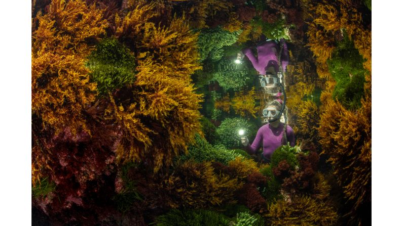 In the "Plants and Fungi" category, Australian Justin Gilligan created the reflection of a marine ranger among the seaweed in the world's southernmost tropical reef.