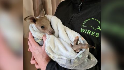 This injured baby kangaroo was also found by police.