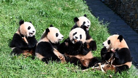 Giant pandas at the Shenshuping Base of China Conservation and Research Center for Giant Panda, which will become part of the Giant Panda National Park, in Sichuan, China, on September 3.