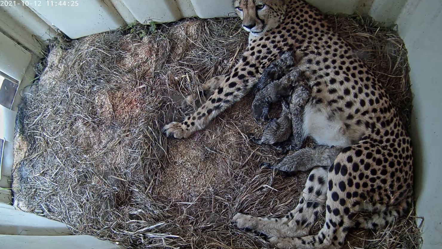 Five cheetah cubs born at Smithsonian; see them on webcam | CNN