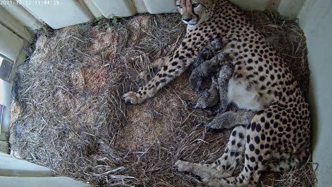 Animal lovers can see the new cubs via a live webcam.