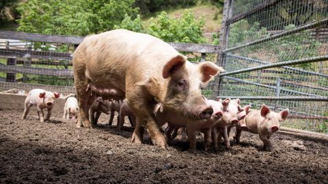 A pig and piglets walk in a pen at a ranch in California.