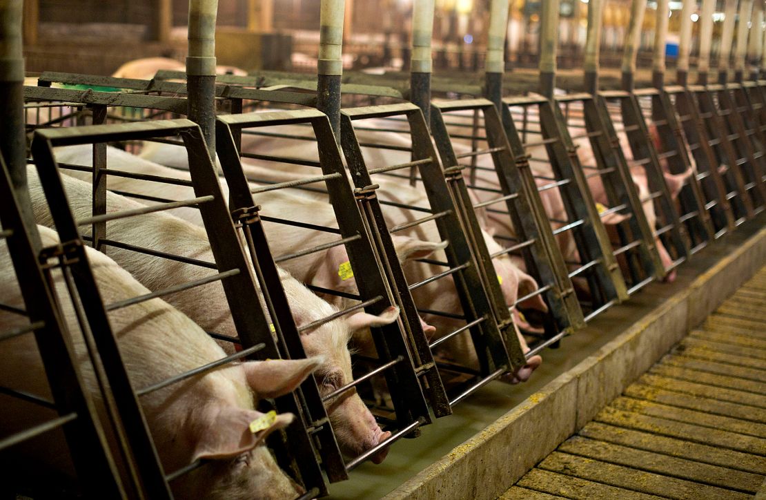 7-by-2-foot gestation stalls like these are used to house pregnant female pigs at farms across the US. 