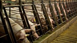 Female pigs stand in the pens of a gestation barn at Lehmann Brothers Farms LLC in Strawn, Illinois, U.S., on Thursday, March 22, 2012. 