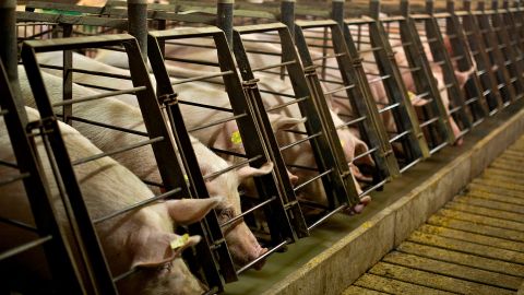7-by-2-foot gestation stalls like these are used to house pregnant female pigs at farms across the US. 