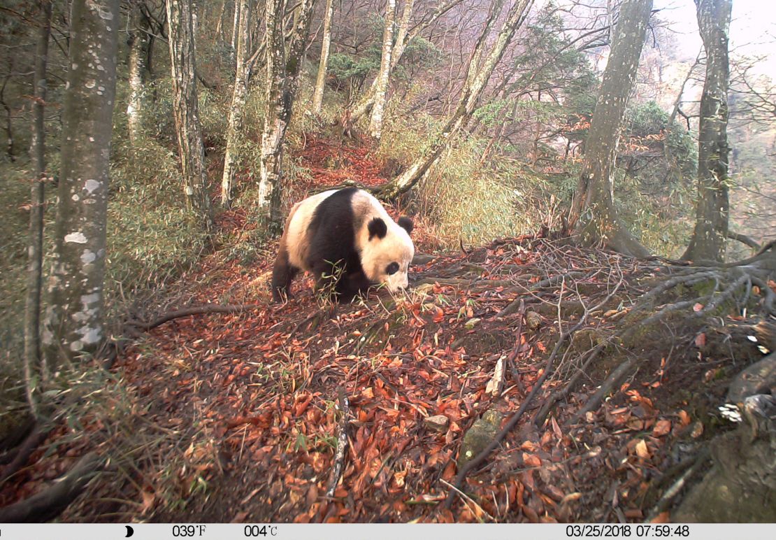 A wild giant panda in Baishuijiang National Nature Reserve in northwest China's Gansu Province, which will soon be part of Giant Panda National Park.