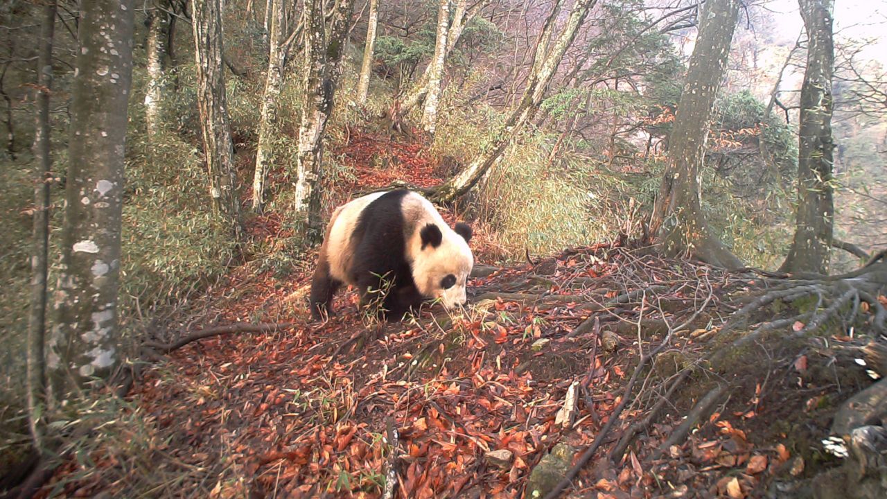 A wild giant panda in Baishuijiang National Nature Reserve in northwest China's Gansu Province, which will soon be part of Giant Panda National Park.