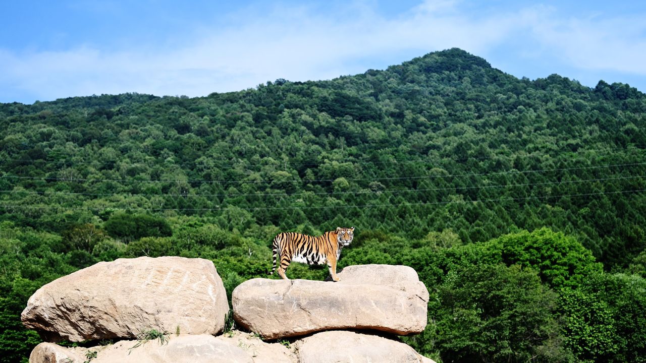 An adult Siberian tiger stands on a rock at a forest park under the China Hengdaohezi Feline Breeding Center in northeast China's Heilongjiang Province, July 26, 2021. The China Hengdaohezi Feline Breeding Center in northeast China's Heilongjiang Province is the world's largest breeding center for Siberian tigers, an endangered species.   Dubbed "home of Siberian tigers", one of the center's forest parks in Hailin City now accommodates some 400 big cats and provides re-wilding training areas which take up 40,000 square meters.  In 2021, 30 Siberian tiger cubs have been born at the park by the end of July, and most of the newborns are being taken care of by professionals at the breeding center. (Photo by Wang Jianwei/Xinhua via Getty Images)
