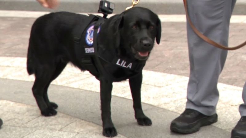 Capitol police’s newest officer in action