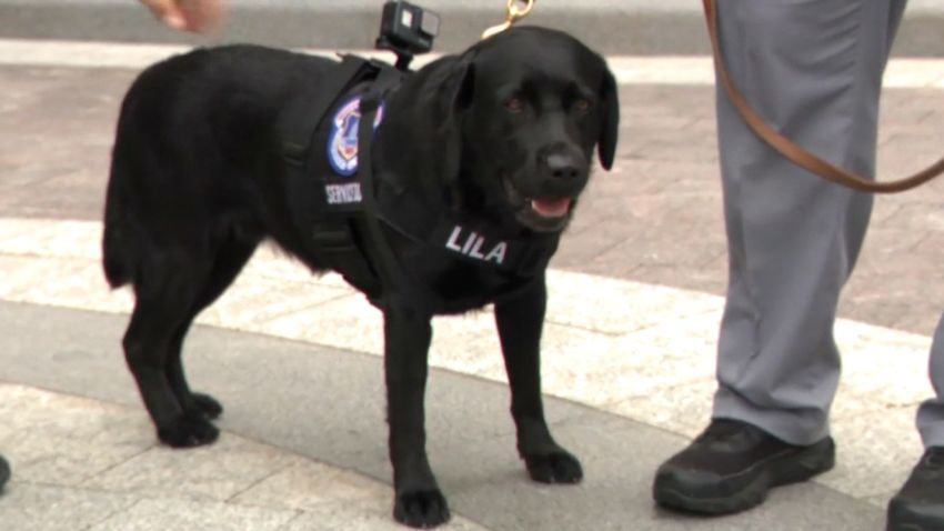 Lila Cap police dog