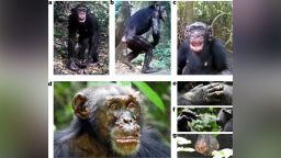 Wild chimpanzees leprosy scli intl scn