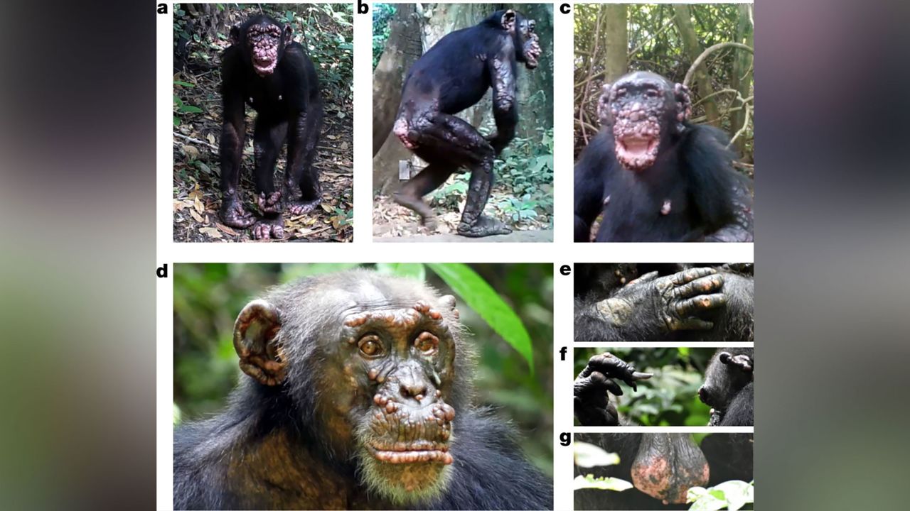 These wild chimpanzees in West Africa show physical symptoms of leprosy, including face nodules and lesions.