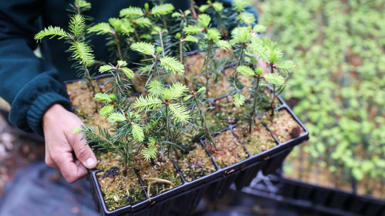 A container of young silver firs at a forest tree nursery in Pockau-Lengefeld, Germany.