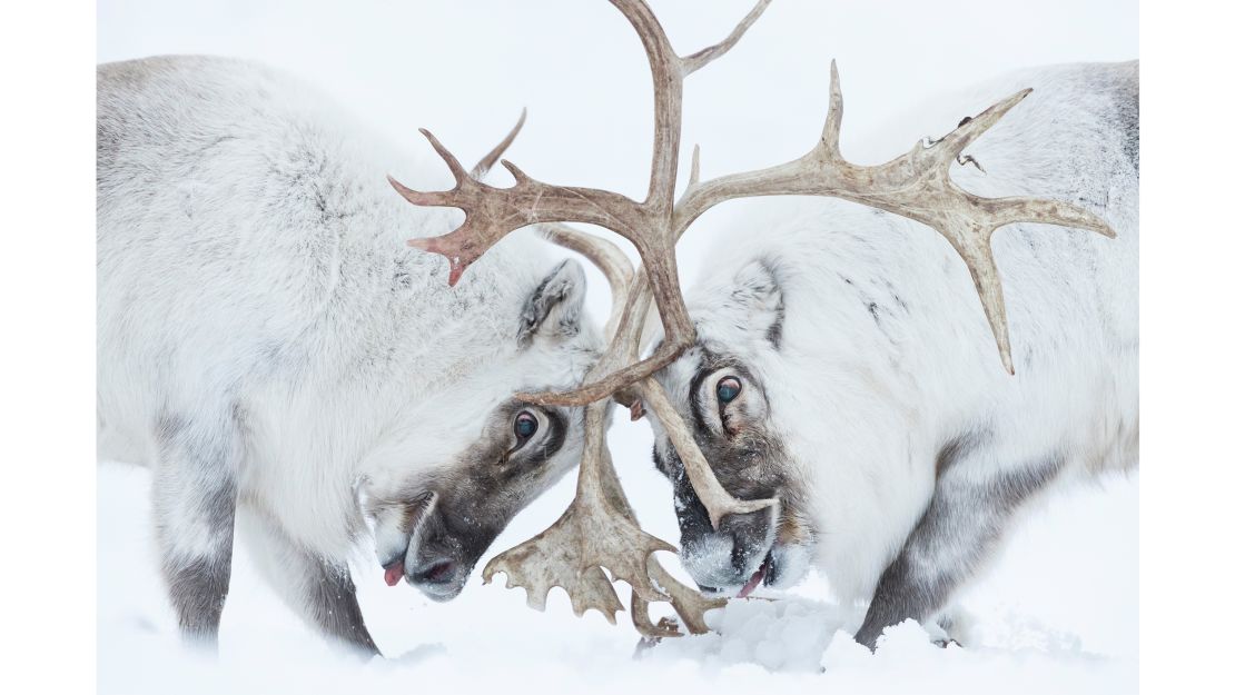 Italian photographer Stefano Unterthiner captured this image of two reindeer battling for control.