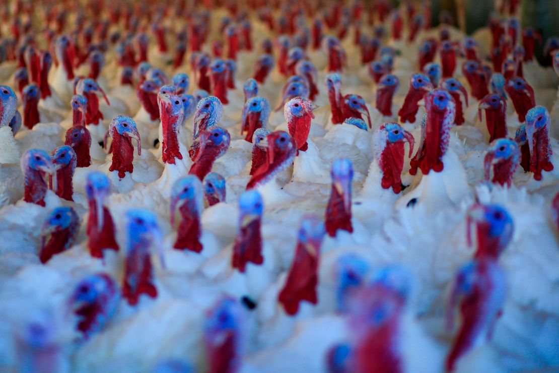 This year, retailers are stocking up on larger turkeys. 