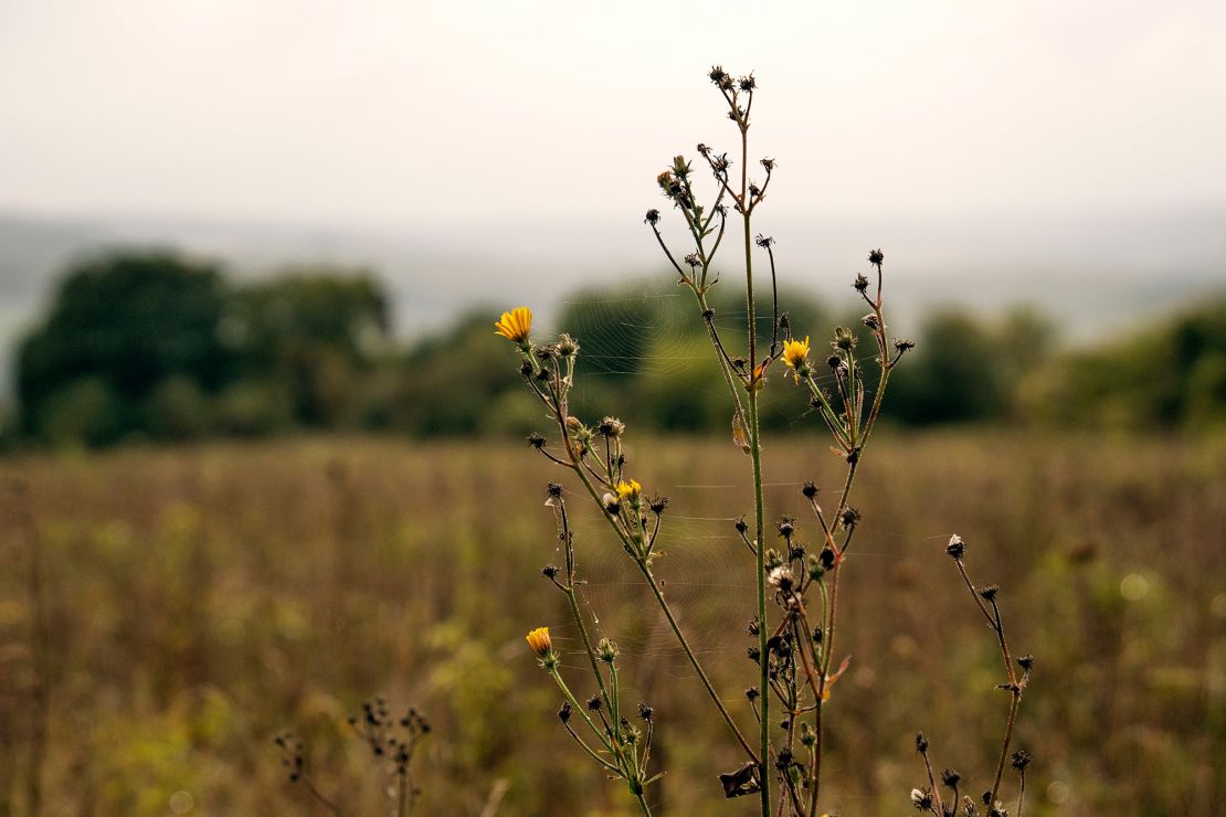 Plantlife is working to reestablish meadows in the UK.