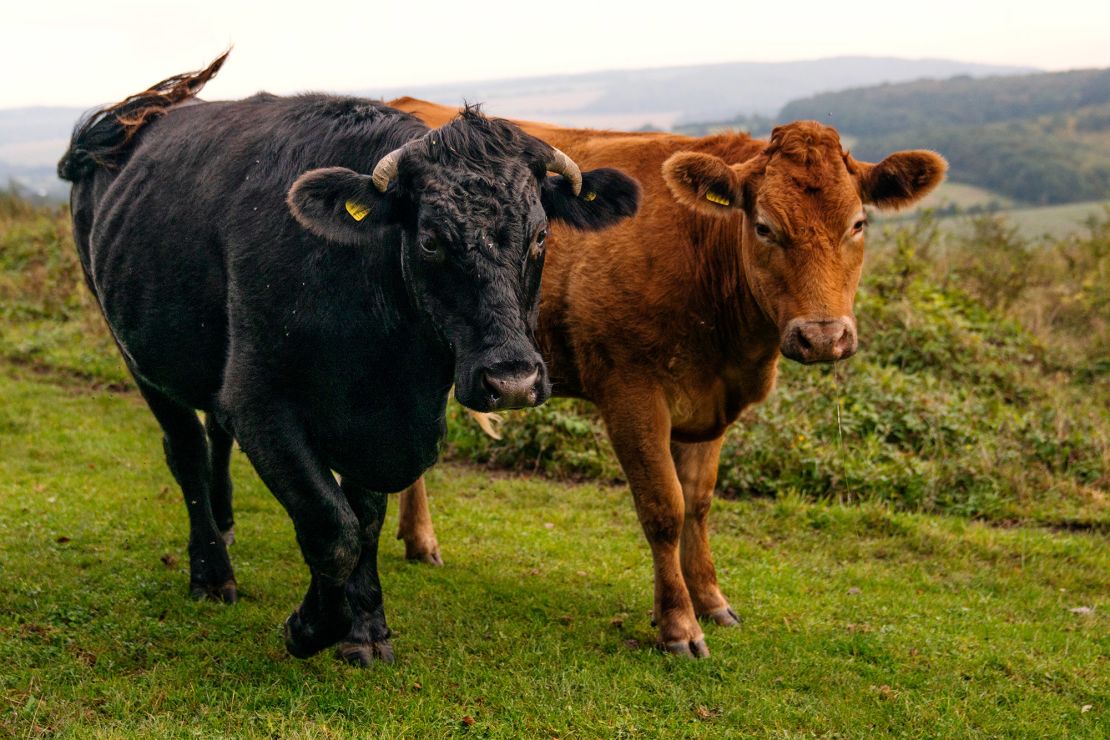 Cows grazing at Plantlife's Ranscombe Farm Reserve help stimulate plant growth.