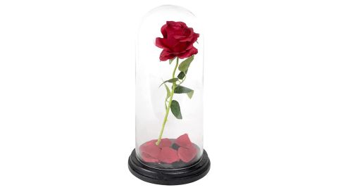 Cys Excel Dome Glass Cloche with Black Wood Base
