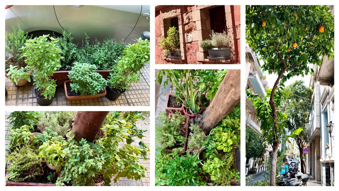 No space is left unused. Greeks grow herbs in pots tucked into tree bases on sidewalks or next to parked cars.
