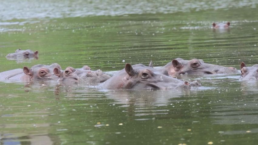 escobar hippos columbia vpx