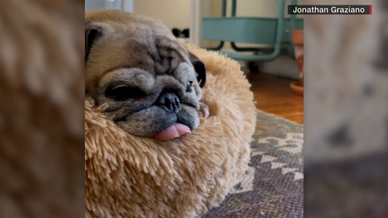 13-year-old pug goes viral for his adorable daily ritual (2021)
