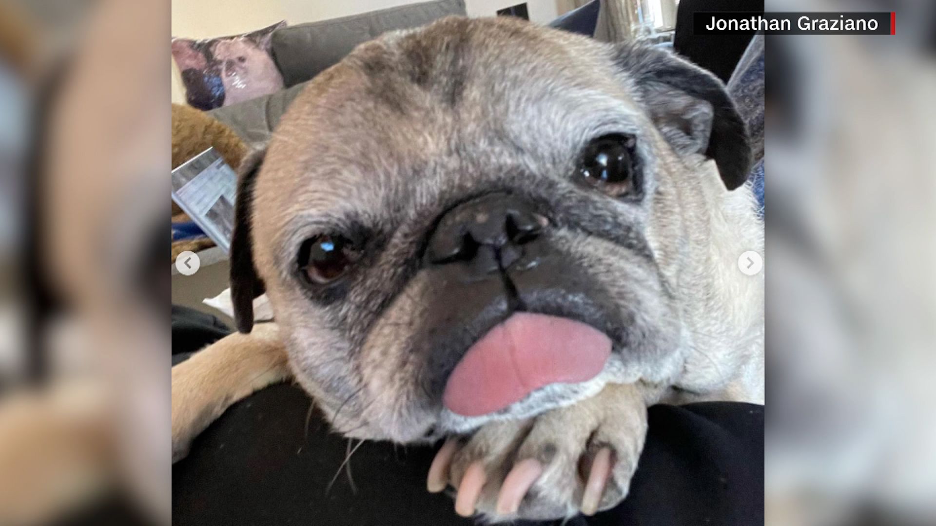 Rescue pug Noodle's 'Bone or No Bones' routine influences how millions live  their lives | CNN