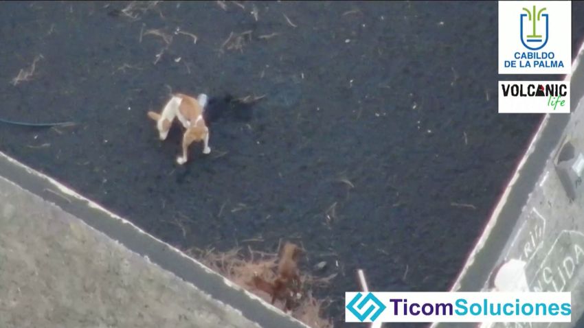 A dog stands on the ash-covered earth surrounded by volcanic lava following an eruption of the Cumbre Vieja volcano, in the area of Todoque on the Canary Island of La Palma, Spain in this undated screen grab taken from a handout video. Video recorded with a drone. LA PALMA LOCAL GOVERMENT/VOLCANIC LIFE/TICOM SOLUCIONES/Handout via REUTERS THIS IMAGE HAS BEEN SUPPLIED BY A THIRD PARTY. MANDATORY CREDIT.