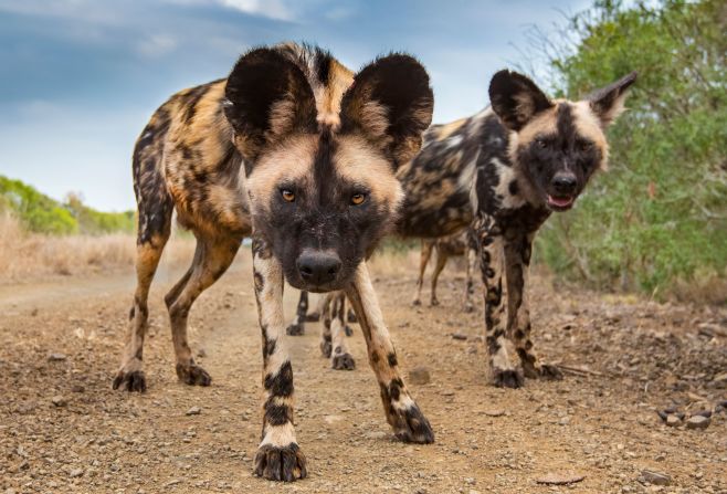 "Admittedly every now and then you'll come across a phenomenal sighting, you'll pull your camera out and you'll take a couple of great shots," the photographer adds. "But, in general, it is thousands and thousands of images that are taken and only one is selected out of those." Here, two African wild dogs inspect the camera. 