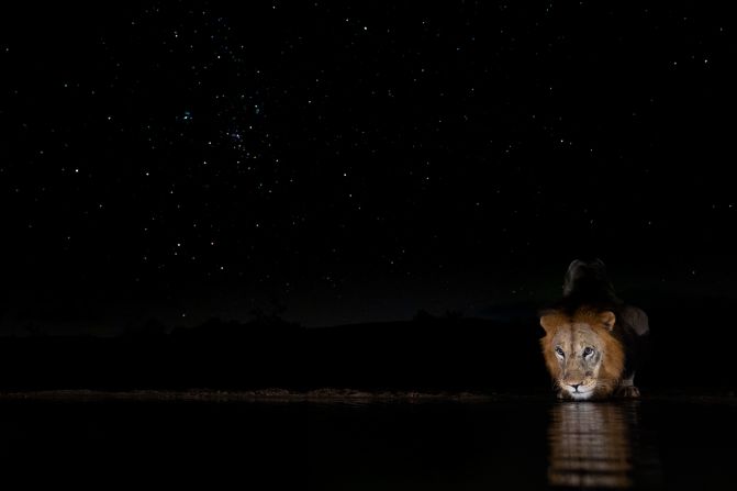 Senekal's passion for wildlife photography has become a family affair -- his daughter captured this shot of a lion taking a drink at a watering hole. Her image made it to the final round of the Natural History Museum's 2021 Young Wildlife Photographer of the Year competition. 