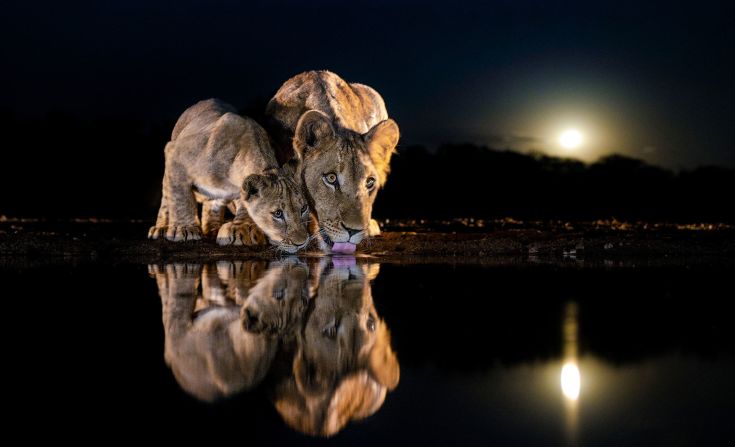 Wildlife photographer Charl Senekal demonstrates that patience really is a virtue. Amazing night time images of wildlife at Zimanga Private Game Reserve, such as these two lions, are usually taken during periods of a new moon in the winter, when there are fewer clouds in the sky. 