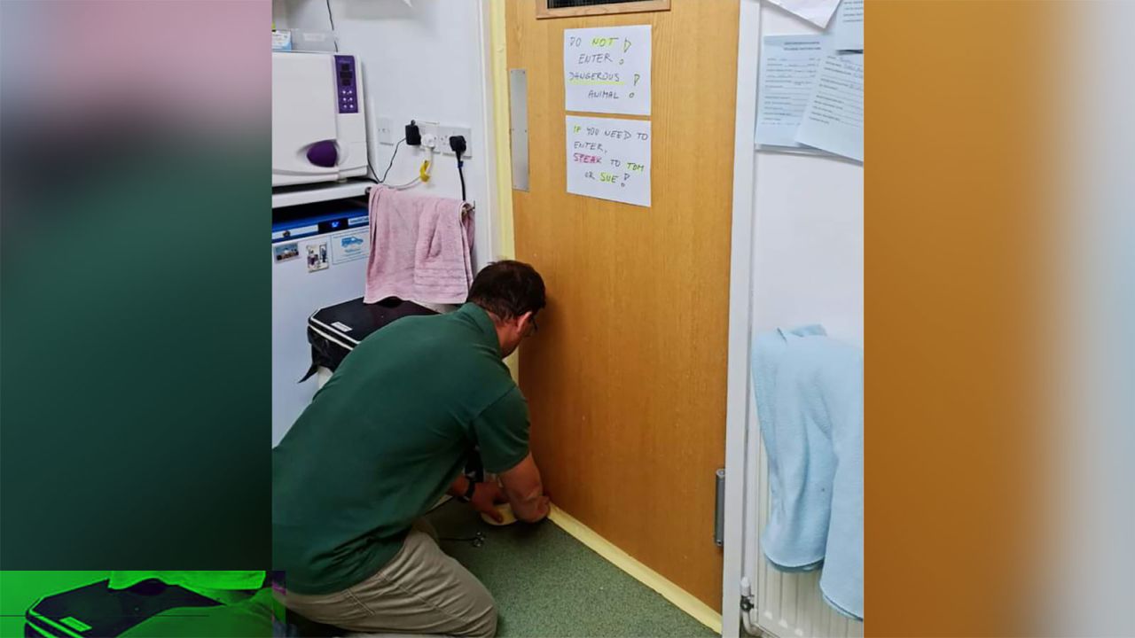 The team secured the deadly snake in a box and taped up the room just to be sure.