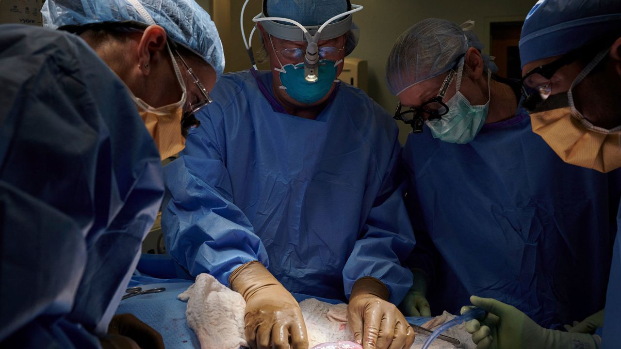 A surgical team examines the pig kidney.