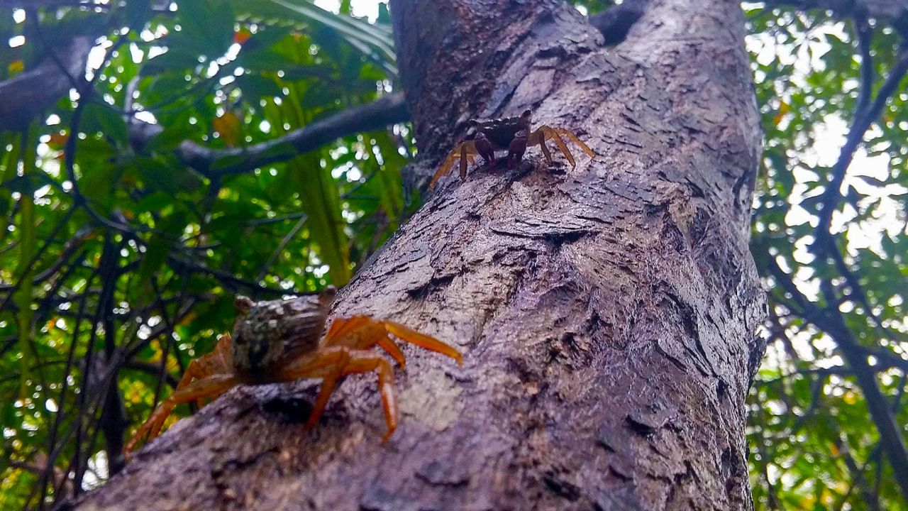 While most crabs live in a marine environment, some crabs can live on land or freshwater, while others can climb trees.