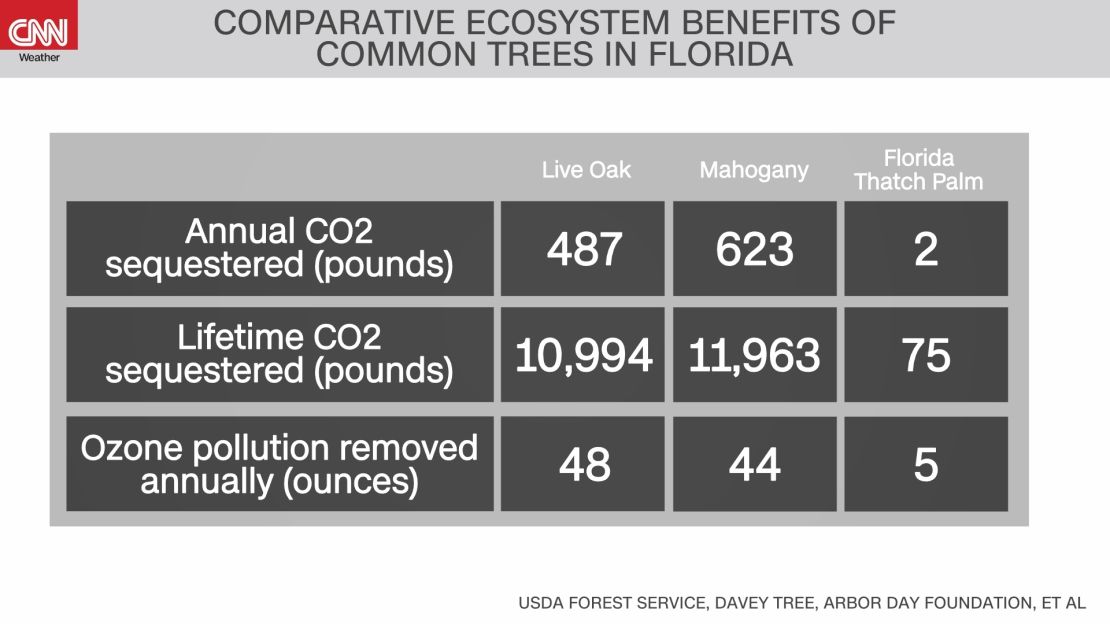 weather climate carbon sequestering trees