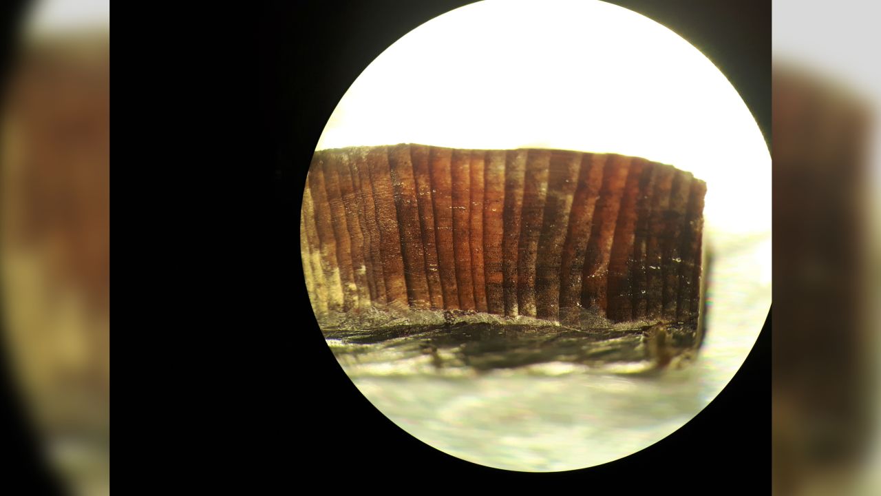 This microscope image shows rings within a wood fragment from L'Anse aux Meadows.
