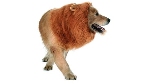 Dog Lion Mane Wig